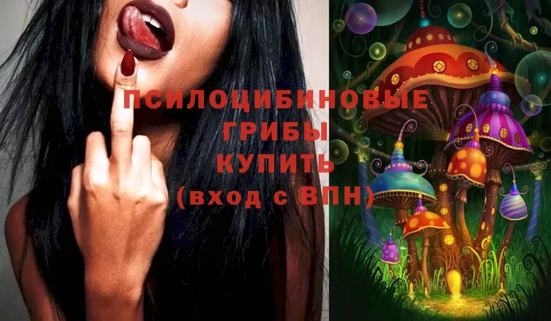 где купить наркоту  Дмитриев  Галлюциногенные грибы Psilocybe 